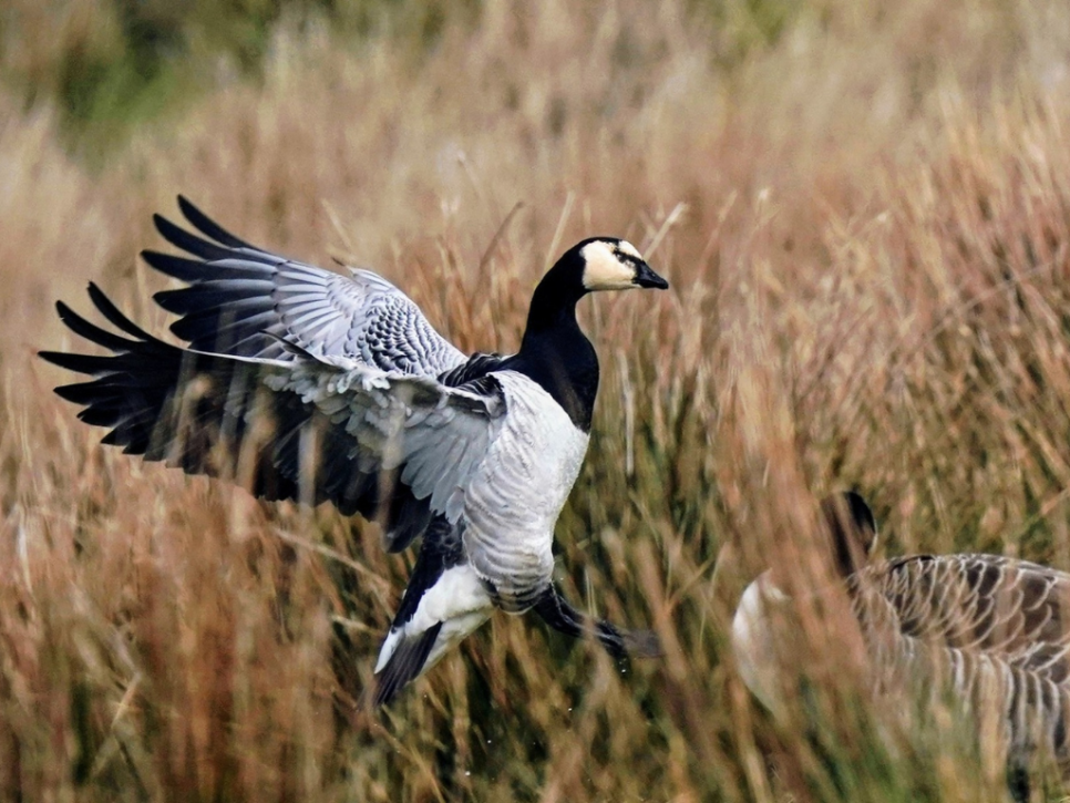 Barnacle Goose, Pochard, Tree Bumblebee, and an admirable Red Admiral